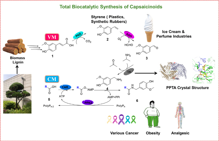 Development of natural capsaicinoid synthetic biological process technology with only enzymes...It opens the way for high-efficiency production of anti-inflammatory, anti-obesity, and pain-effect substances