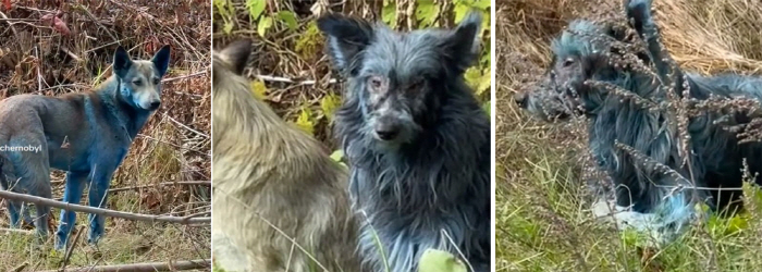 Blue fur stray dogs were spotted at the site of the nuclear accident...What happened during the week?