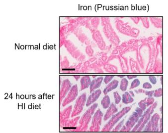 Identify the principle of normal tissue protection in the latest radiation therapy FLASH