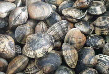 A safe way to consume supplemental shellfish in the winter sea?