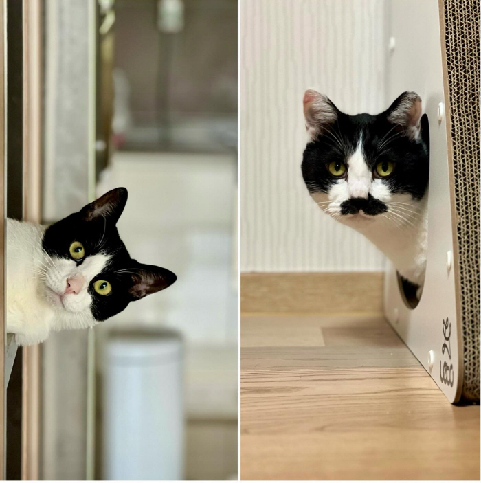 Single mom Cho Yoon-hee and daughter Roa go on a date at a cafe for abandoned cats..Angel mother and daughter who did good deeds together
