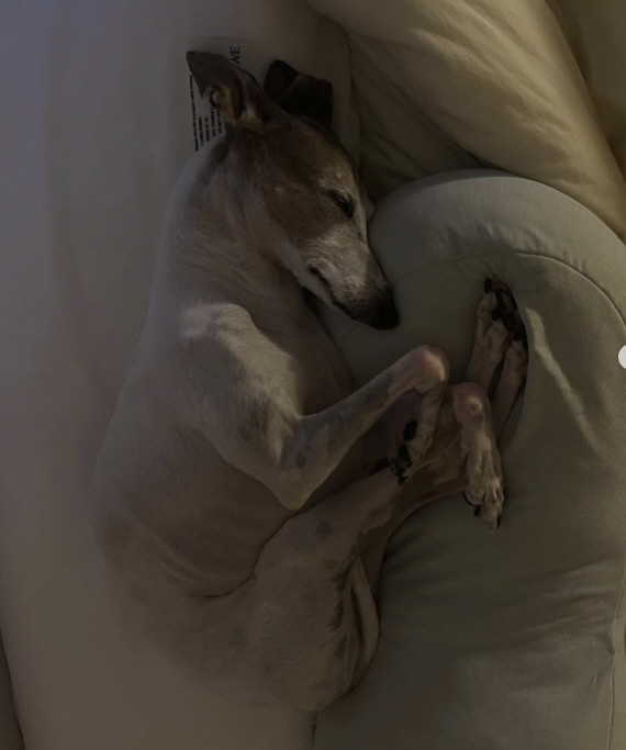 Jo Kwon, sad news...The dog's cancer-fighting confession is fast and the prognosis is not good.