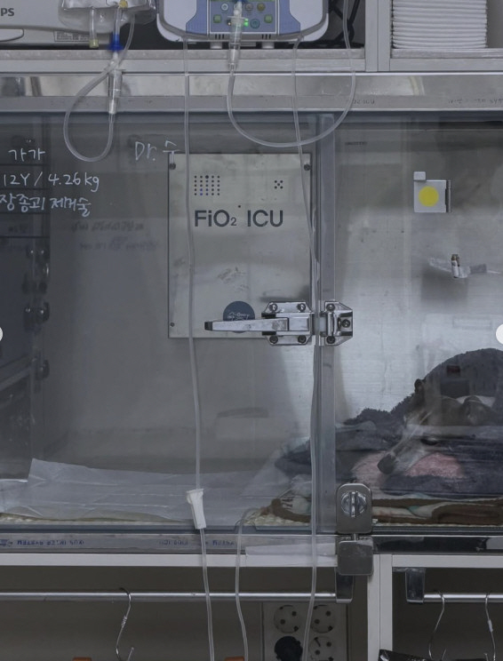 Jo Kwon, sad news...The dog's cancer-fighting confession is fast and the prognosis is not good.