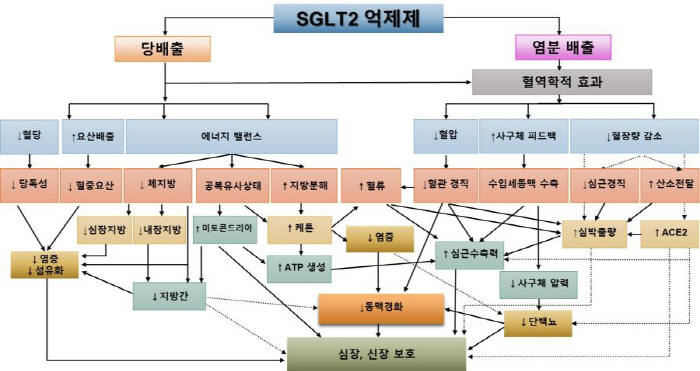 SGLT2 inhibitors that lower blood sugar, protect heart and kidney...a key treatment for increasing survival rates