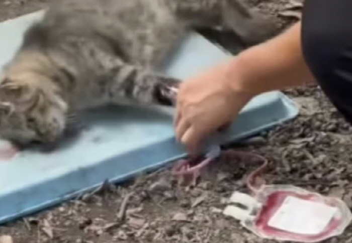 Street Cat Blood Collection Shocked Sales...160,000 won per pack