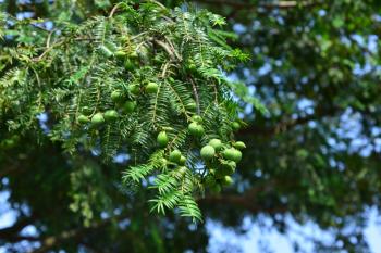Evolution of Forest Fragrance Healing...Development of antiviral and anti-asthmatic functional fragrance compositions