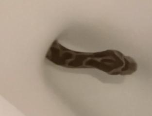 I was sitting on the toilet, but I didn't wear pants and ran away?