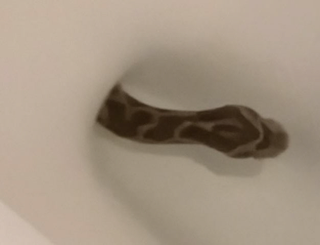 I was sitting on the toilet, but I didn't wear pants and ran away?