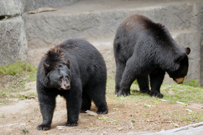 A bear appeared! J-League and other Japanese sports warnings...No team training tours, changes in track and field tournaments, and electric fences appear