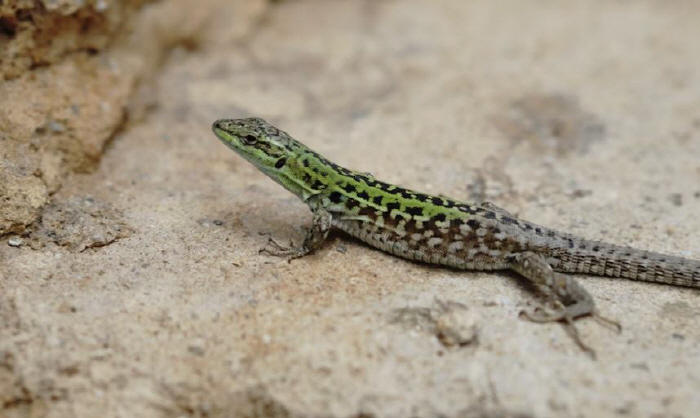 A man in his 30s who ate lizard eggs died of food poisoning, children stopped him...