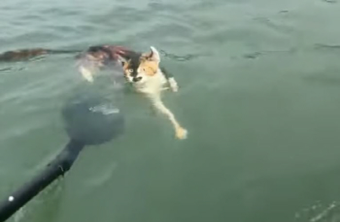 1100 cats released from the reservoir, drowned out...abuse under the guise of religion