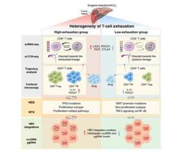 Measuring the degree of liver cancer immune cell exhaustion and predicting the effectiveness of immune anticancer drugs