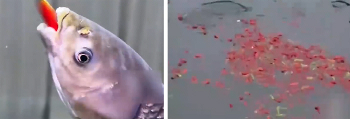 Feeding fish 5 tons of chili peppers a day tastes better in the farm...Cooking with garlic?