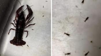 The lobster on the dinner menu suddenly gave birth...I shouldn't make an orphan