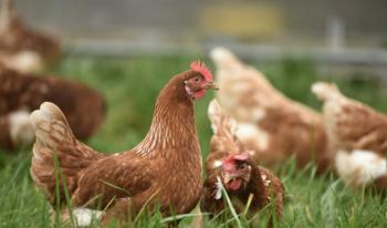 The first human case of H5N5 bird flu infection... There's no evidence of transmission between authorities