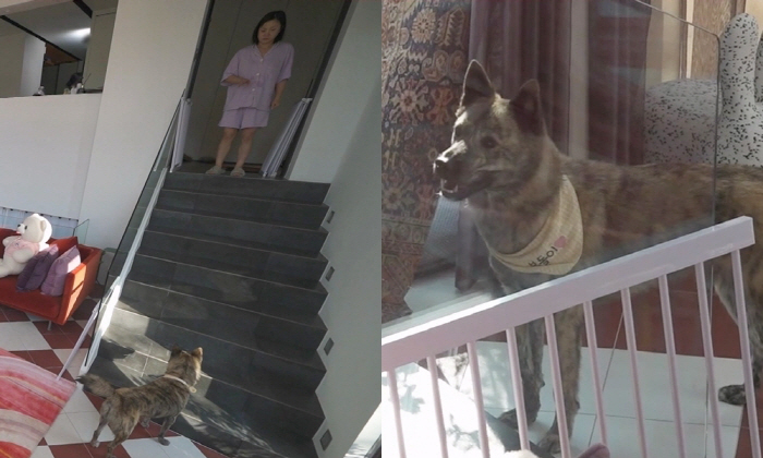 Park Na-rae adopted Jindo dogs raised by her late grandparents..5.5 billion houses have been completely changed (Na Hon San)