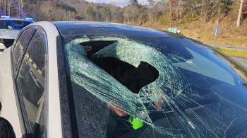 Eagle drops cat carcasses, smashes windshields in front of the car it was running on