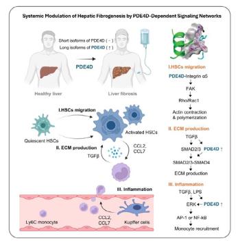 Discovery of precision treatment targets that can inhibit liver fibrosis and inflammation at the same time...the possibility of developing the next generation of new drugs