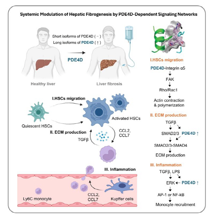 Discovery of precision treatment targets that can inhibit liver fibrosis and inflammation at the same time...the possibility of developing the next generation of new drugs