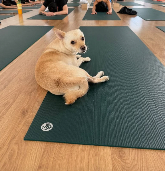 Lee Hyo-ri and her dog went to work..a pet-friendly yoga center