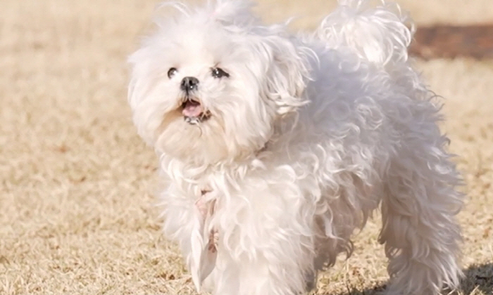 Sung Wonhwan and Kkotbun will say goodbye soon. (Na Hon-san)