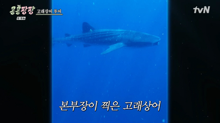 Lee Kwang-soo, Kim Woo-bin and Doh Kyung-soo Brave Rough Seas to Meet Whale Shark