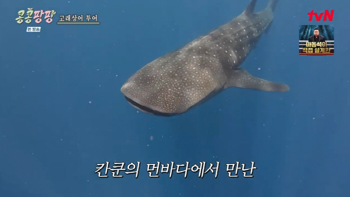 Lee Kwang-soo, Kim Woo-bin and Doh Kyung-soo Brave Rough Seas to Meet Whale Shark