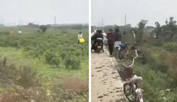 Chili peppers are free...Fake social media videos help them avoid being swept away