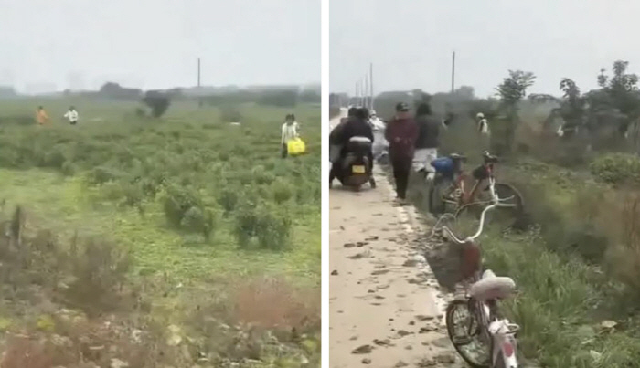 Chili peppers are free...Fake social media videos help them avoid being swept away