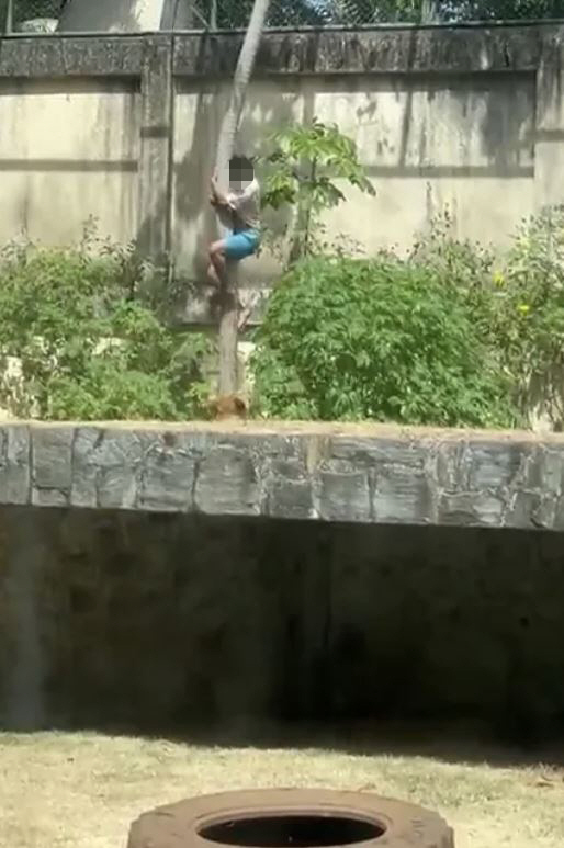 A 19-year-old man who entered a lion cage, eventually devastated...He's obsessed with lions