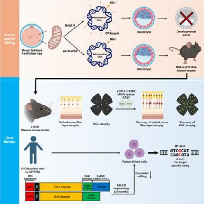 Rare genetic disease Lever's optic nerve atrophy succeeded in gene correction treatment for the first time in the world