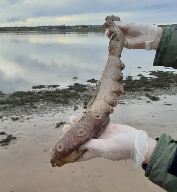 What is the mysterious creature found on the beach?Only four observations in 40 years